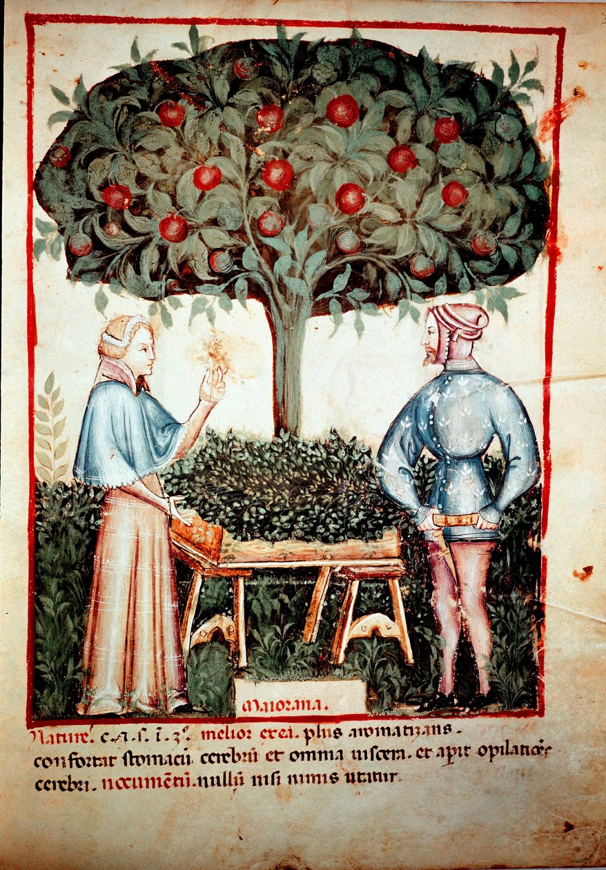 Indsamlingen af Merian Illuminure fra malkning af medicin og diætetik "" Tacuinum sanitatis"" efter malkning af medicin "" Kitabtaqwim as-sihha"" af Ibn Butlan af Unknown artist
