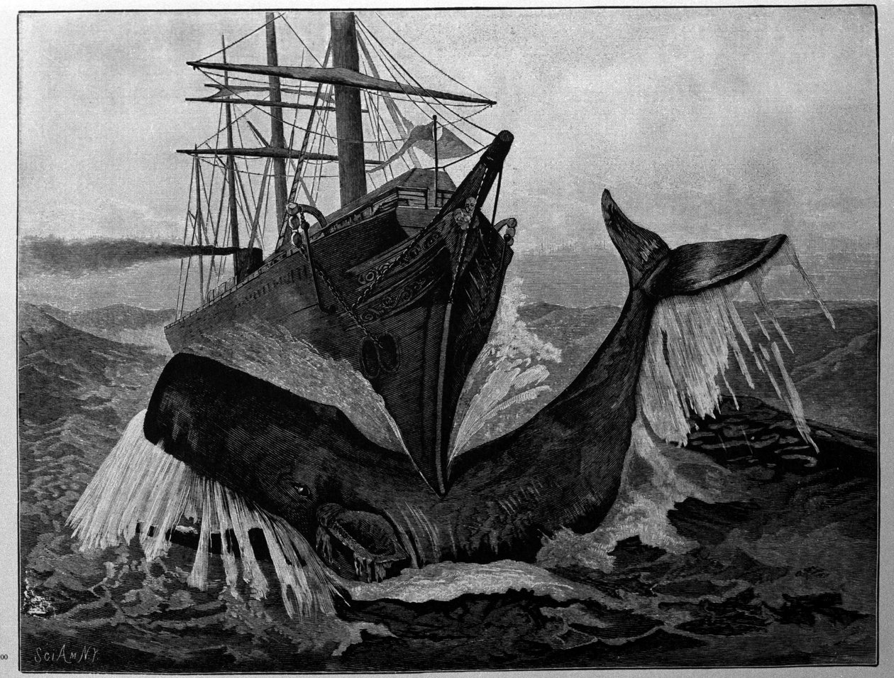 Kollisionen mellem en båd og en sovende hval. af Unknown artist