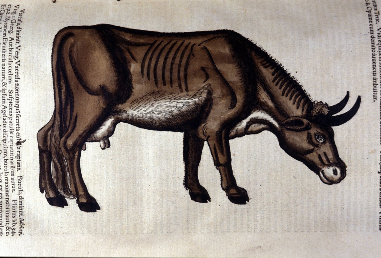 Koen efter Historiae animalium af Konrad Gesner, Tiguri af Unknown artist