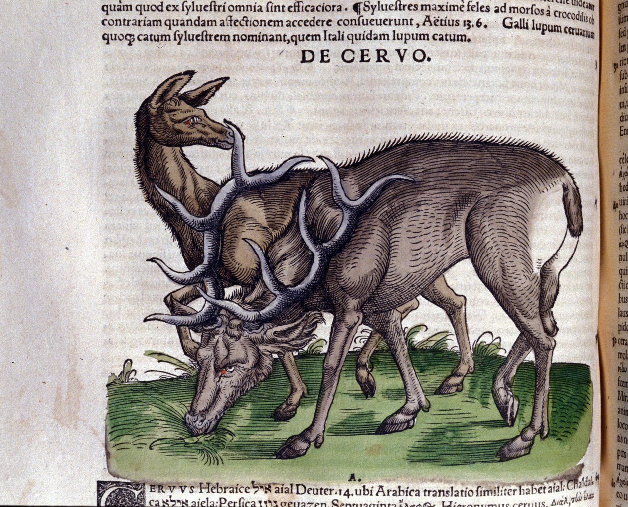 Hjorten efter Historiae animalium af Konrad Gesner, Tiguri af Unknown artist