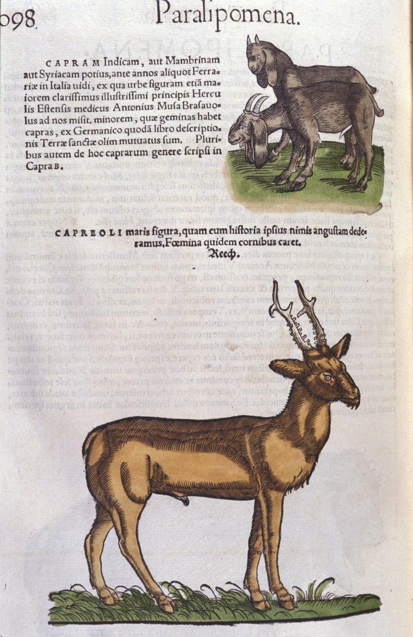 Hjorten i dyrenes historie af Conrad Gesner (1516 - 1565), Tiguri af Unknown artist