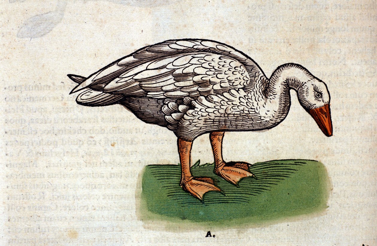 Tamgåsen efter Historiae animalium af Konrad Gesner, Tiguri af Unknown artist