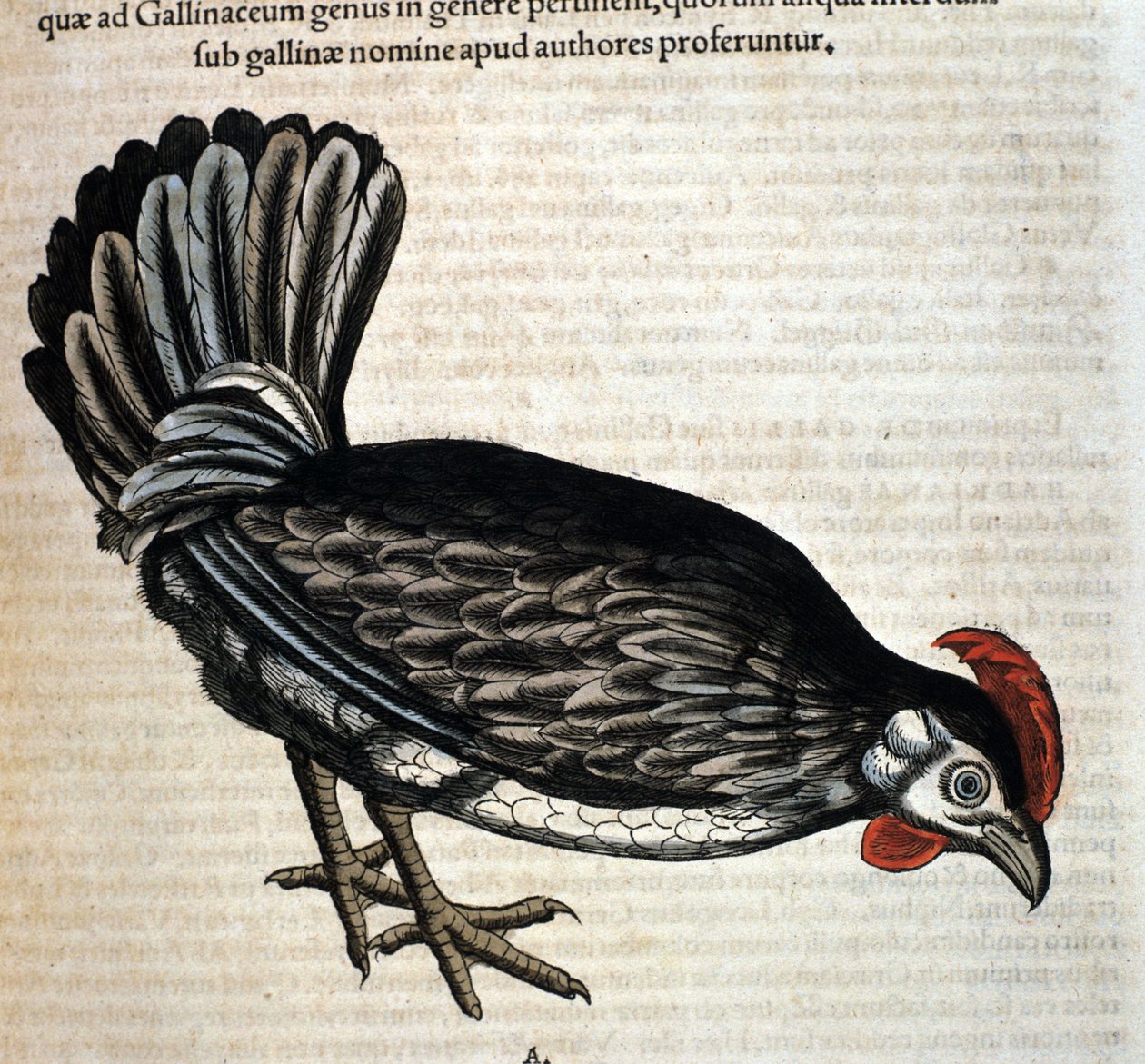 Tamhønen efter Historiae animalium af Konrad Gesner, Tiguri af Unknown artist