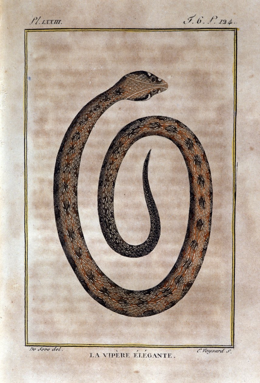 Den elegante hugorm. Plade taget fra et naturhistorisk forræderi af "" Works of Buffon"" af naturforsker Georges Louis Leclerc, greve af Buffon (1707 - 1788). 19. århundrede af Unknown artist