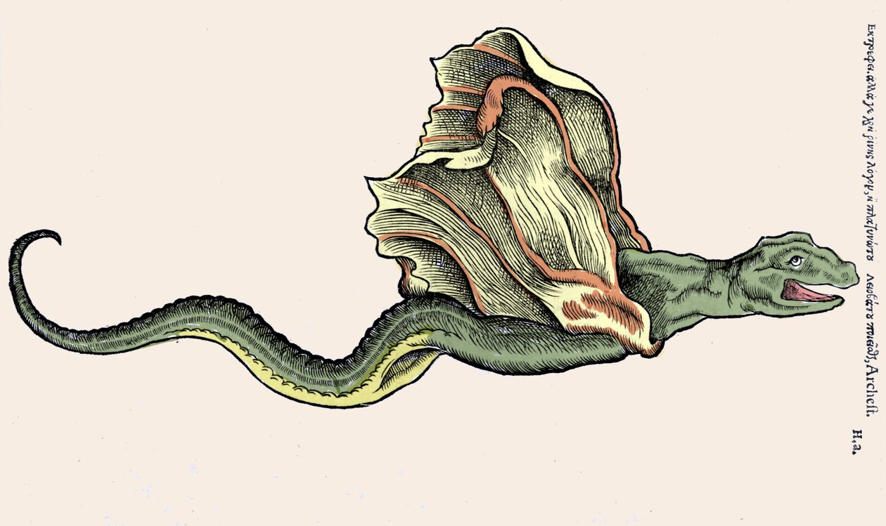 Den flyvende drage Amphiptere (Amphithere eller Amphitere eller Amphipthere) Indgravering i Historia Animalium af Conrad Gesner (1516 - 1565), Tiguri af Unknown artist