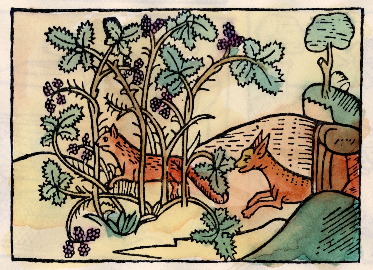 Ræven og druerne. Fable of Asop (gravering fra 1500-tallet) af Unknown artist