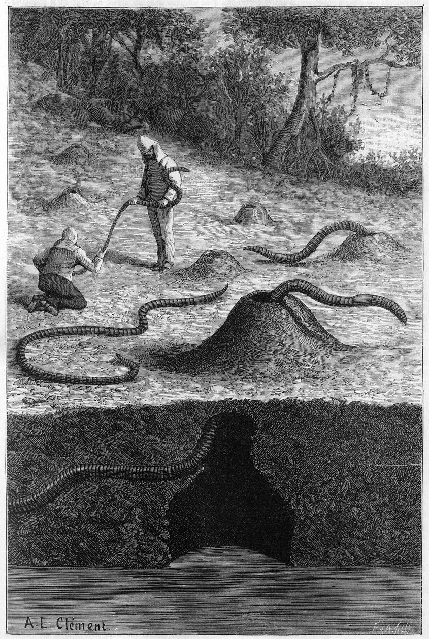 Den gigantiske regnorm fra Australien: “Megascolides australis””. Gravering i "" Nature: gennemgang af videnskaberne og deres anvendelser til kunst og industri "" af 13. april 1889. af Unknown artist