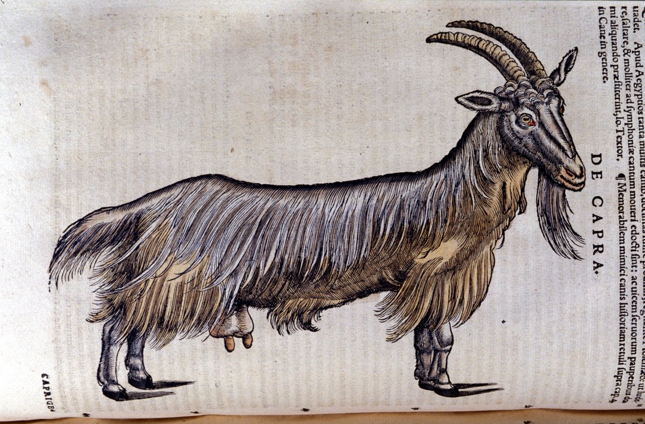 Geden efter Historiae animalium af Konrad Gesner, Tiguri af Unknown artist