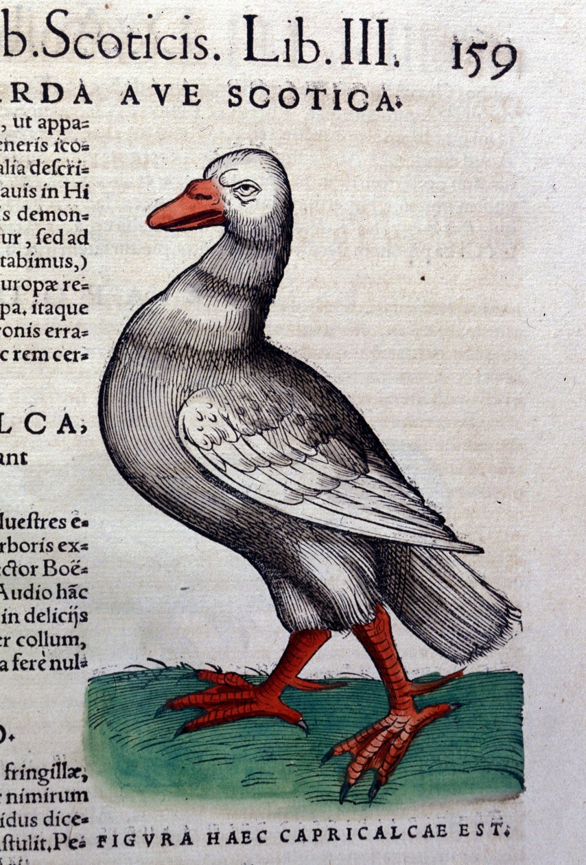 Gåsen efter Historiae animalium af Konrad Gesner, Tiguri af Unknown artist