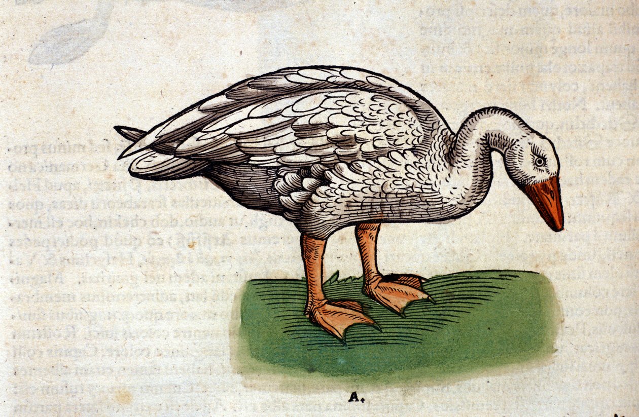 Gåsen efter Historia Animalium af Conrad Gesner, Tiguri 1560. Biblioteca nazionale Braidense. Milano af Unknown artist