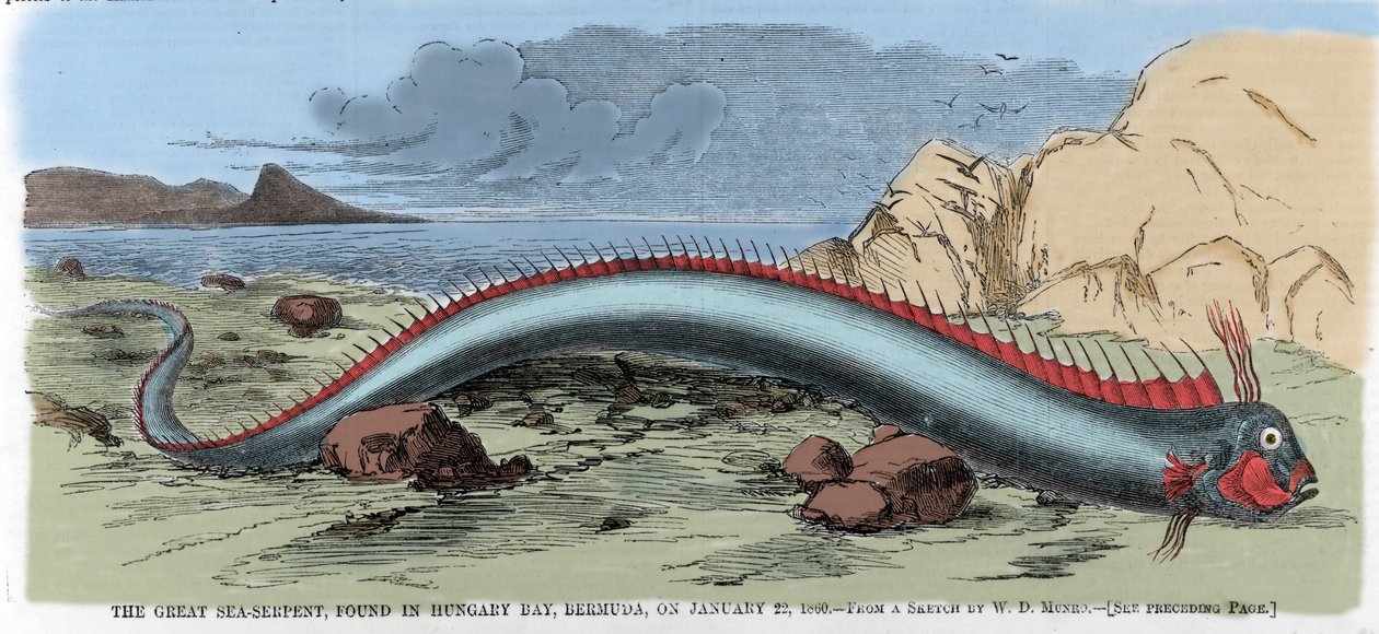 Den store søslange fundet i Hungary Bay i Bermuda den 22/01/1860. Illustration fra "" Harper