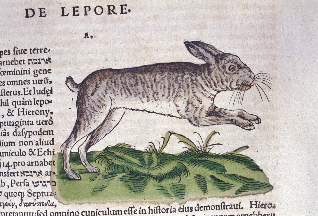 Haren efter Historia Animalium af Conrad Gesner, Tiguri 1560. Biblioteca nazionale Braidense. Milano af Unknown artist