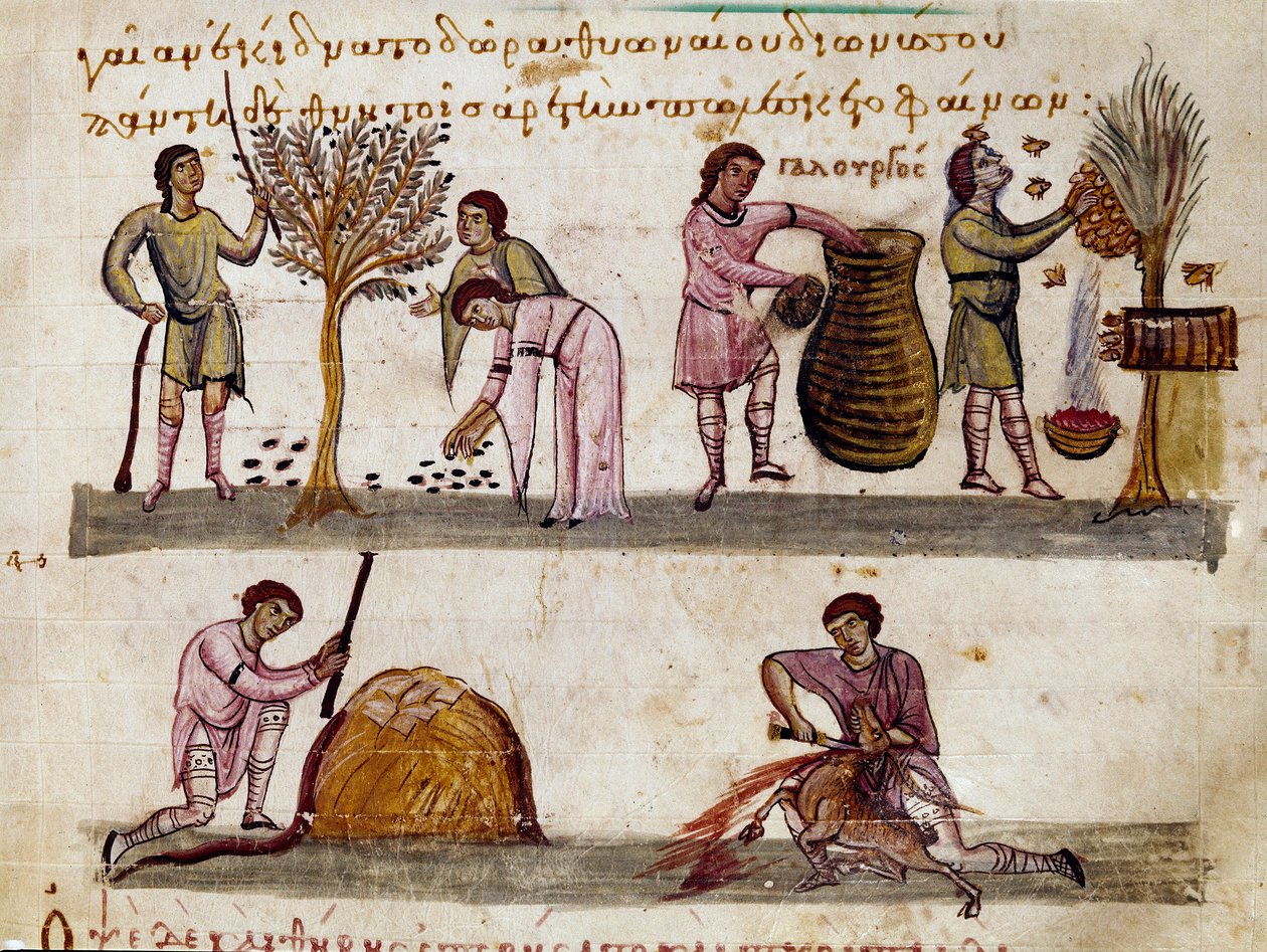 Høsten af oliven, produktionen af honning og lammeslagtningen Miniature fra jagtmalkningen ""The Cynegetics"" af Oppian (Oppian eller Oppianus) fra Syrien (3. århundrede e.Kr.) dedikeret til Caracalla. Venedig fra det 11. århundrede. Biblioteca Marciana af Unknown artist