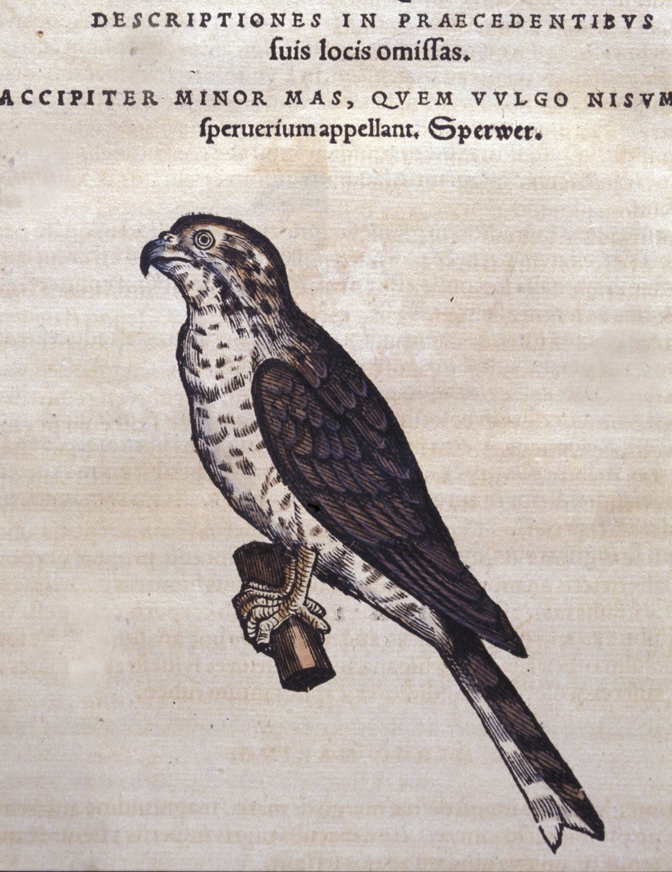 Høgen efter Historia Animalium af Conrad Gesner, Tiguri 1560. Biblioteca Nazionale Braidense. Milano af Unknown artist