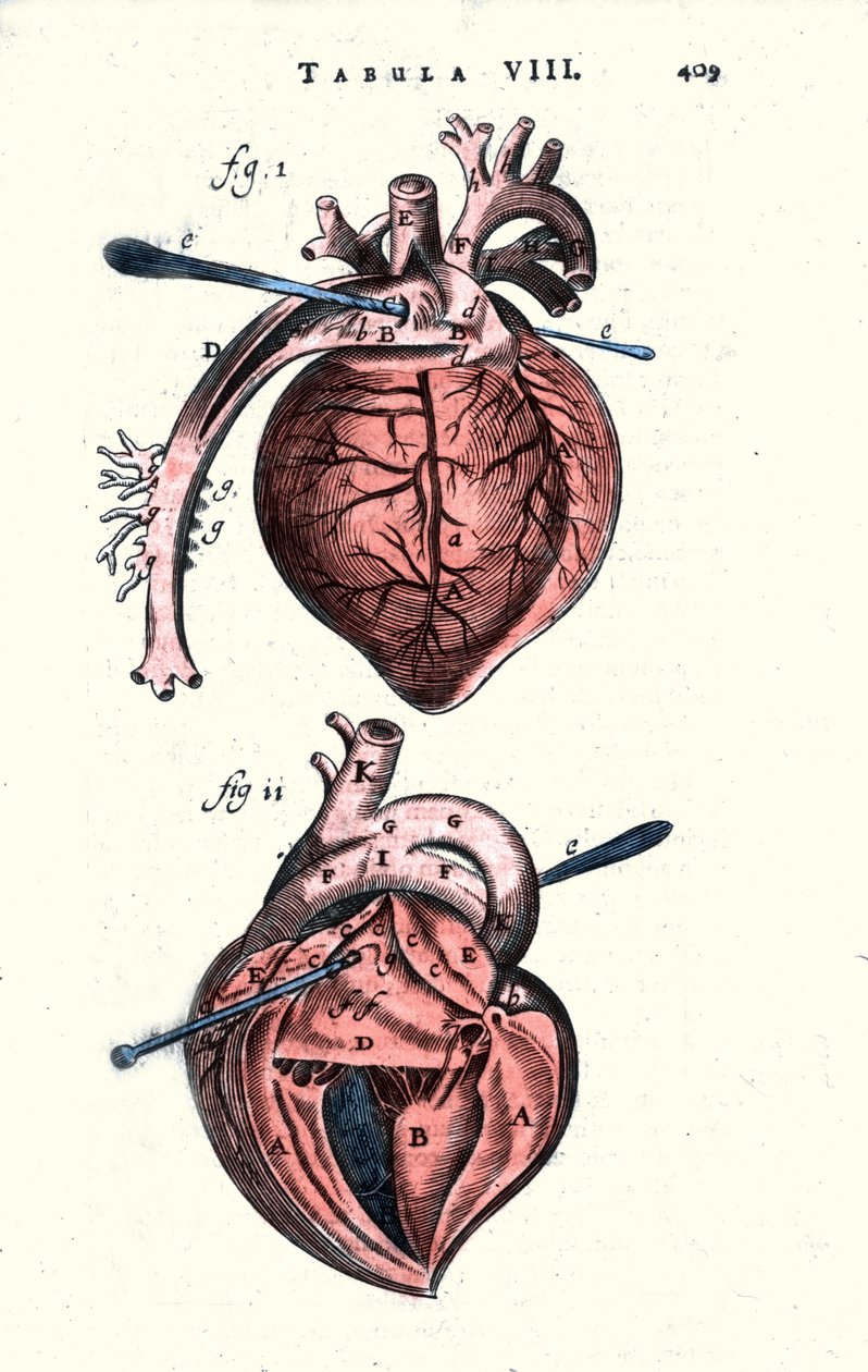 Hjertet. Anatomisk tavle efter “Anathomi” af Erasmus Bartholin (Erasmus Bartholinus) (1625 - 1698) dansk læge og fysiker. 1600-tallet af Unknown artist
