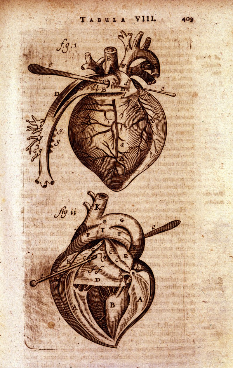 Hjertet i Bartholins "Anatomy"" af Unknown artist