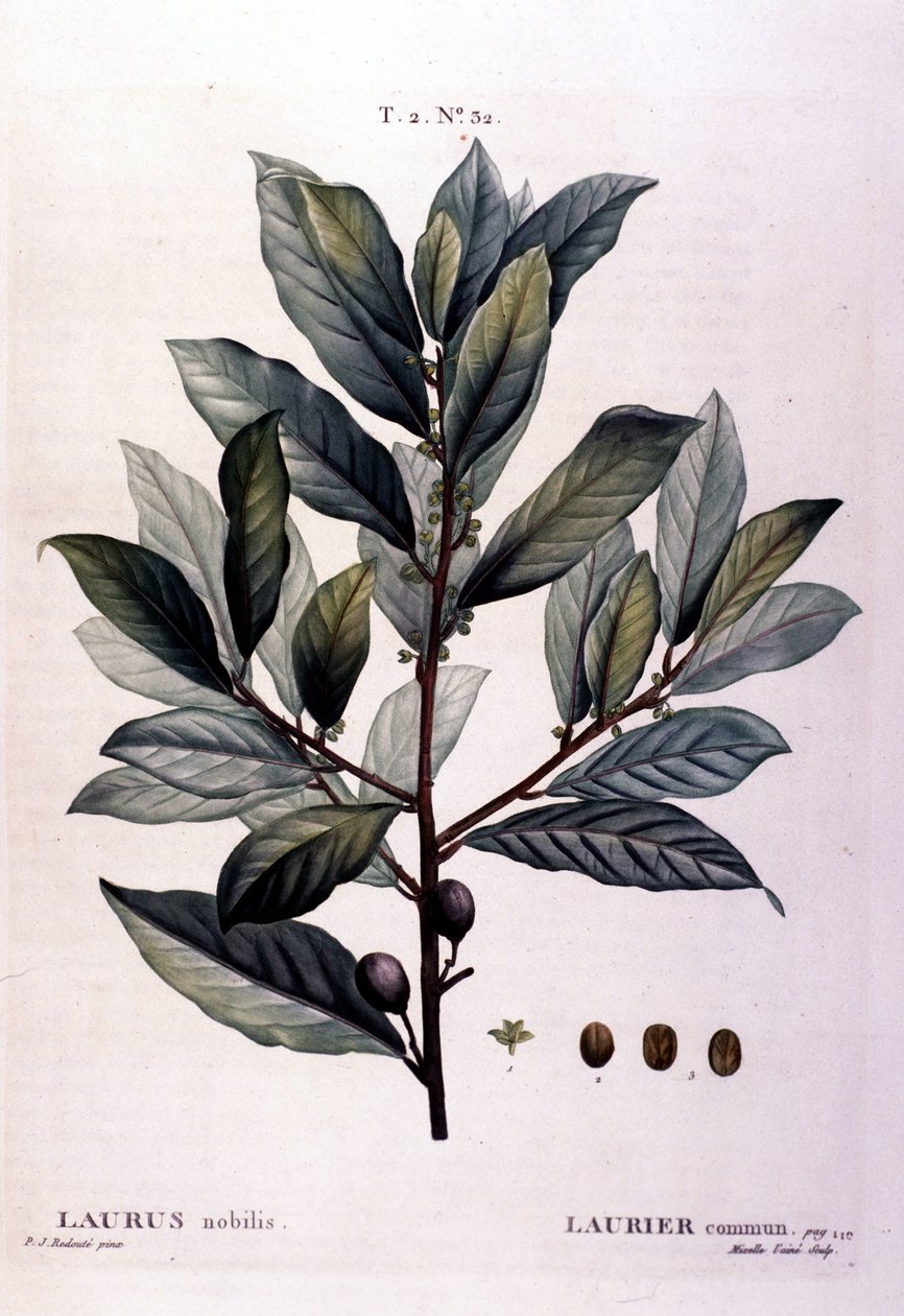 Laurbæret. 1800-tallets herbarium. af Unknown artist