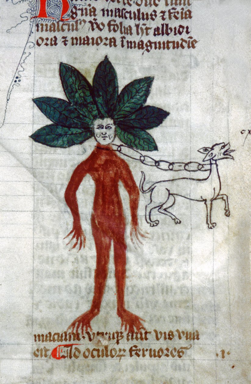 Mandraken. 15. århundrede (miniature) af Unknown artist