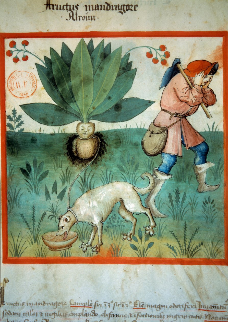Mandraken. Lægeplante, som ofte er blevet tilskrevet ekstraordinære magiske dyder. Belysning fra malkning af medicin og diætetik "" Tacuinum sanitatis"" af Unknown artist