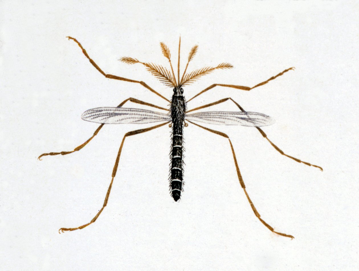 Myggen. Naturhistorisk bestyrelse. 19. århundrede. af Unknown artist