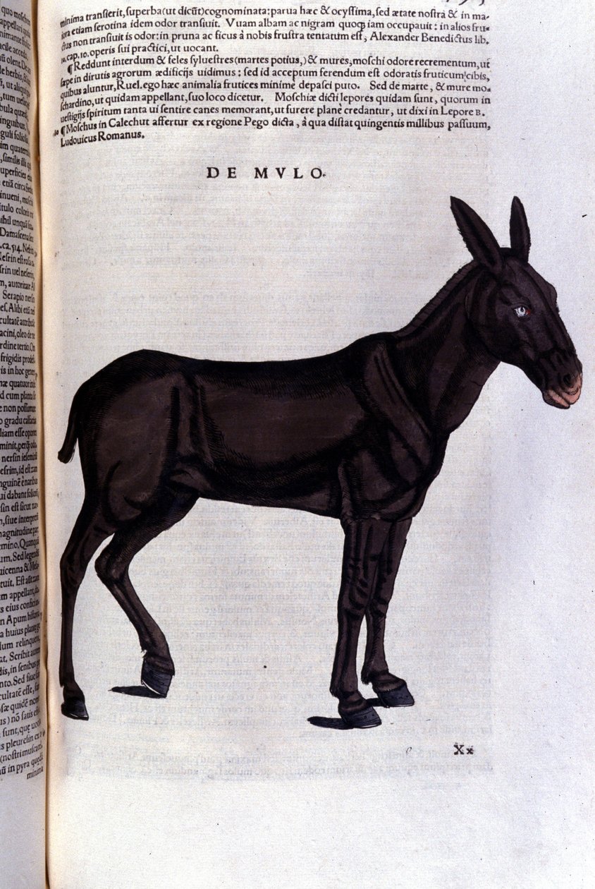 Multen efter Historiae animalium af Konrad Gesner, Tiguri af Unknown artist