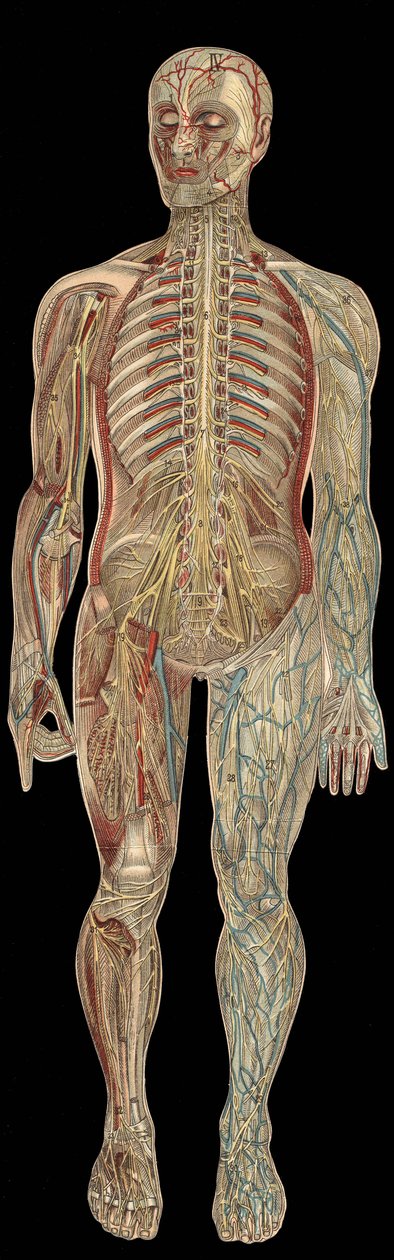 Nervesystemet.bræt i "Den nye naturlige medicin"" af F.E. Bilz.1898. af Unknown artist