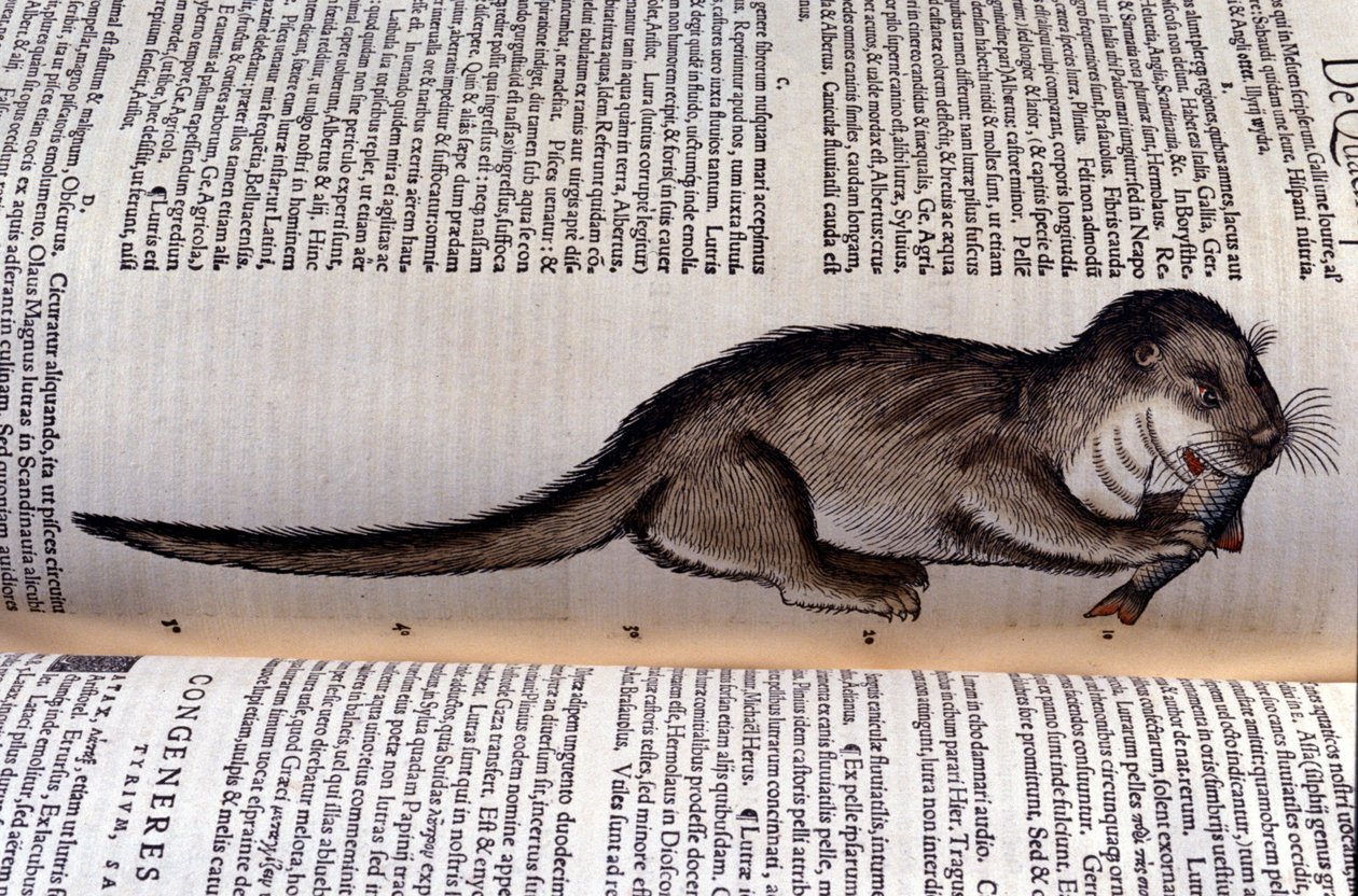 Odderen - Historia Animalium af Conrad Gesner (1516 - 1565), Tiguri af Unknown artist