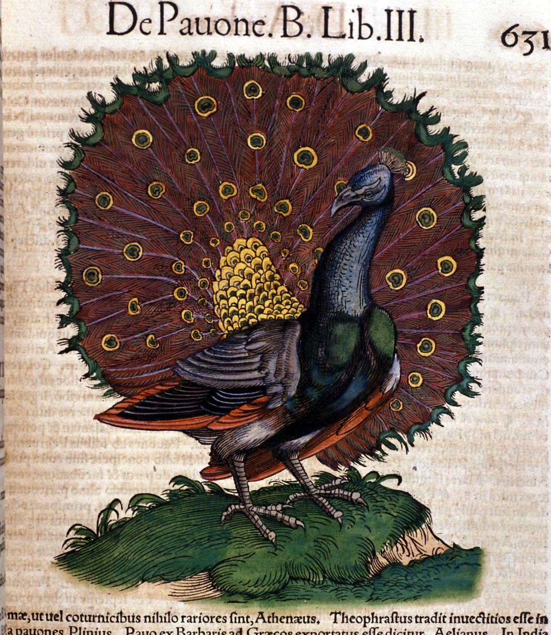 Påfuglen efter Historia Animalium af Conrad Gesner, Tiguri 1560. Biblioteca nazionale Braidense. Milano af Unknown artist