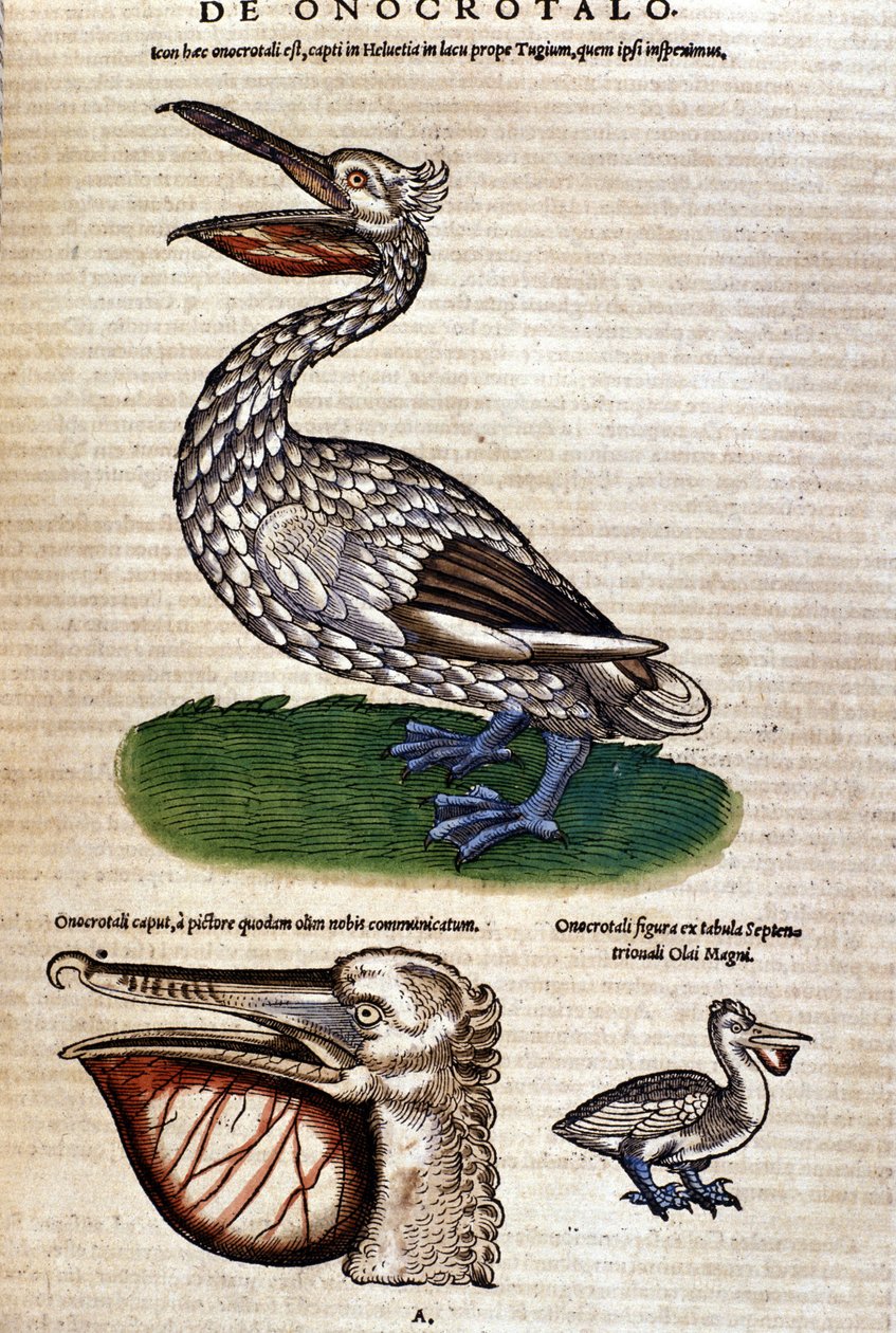 Pelikanen fra "Historiae animalium" af Konrad Gesner, Tiguri af Unknown artist