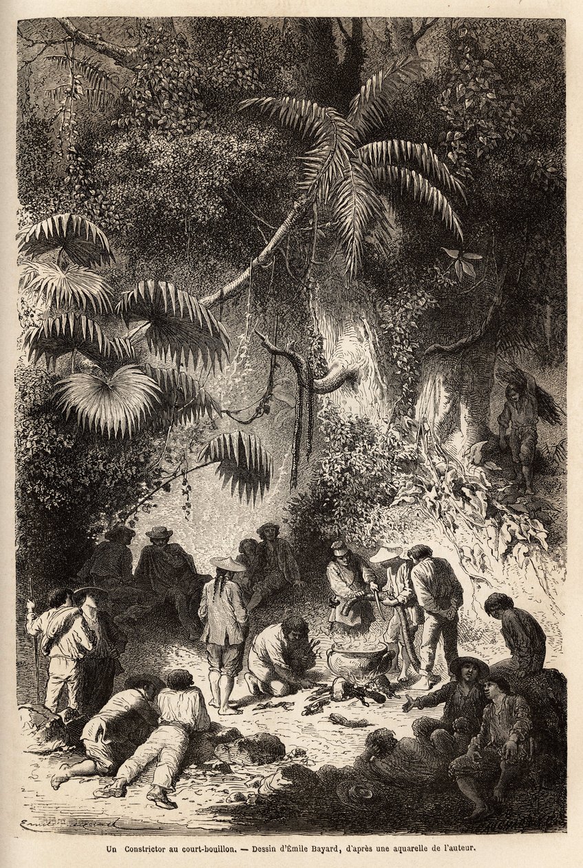 Tilberedning af et måltid i den uberørte skov i Caravaya dalen (Andes cordilliere), en boa constrictor med kort bouillon. Engravure pour illustrrer le voyage dans les vallees de Quinquinas (Peru), af Paul Marcoy, i 1849-1861, udgivet i "" Le tou af Unknown artist
