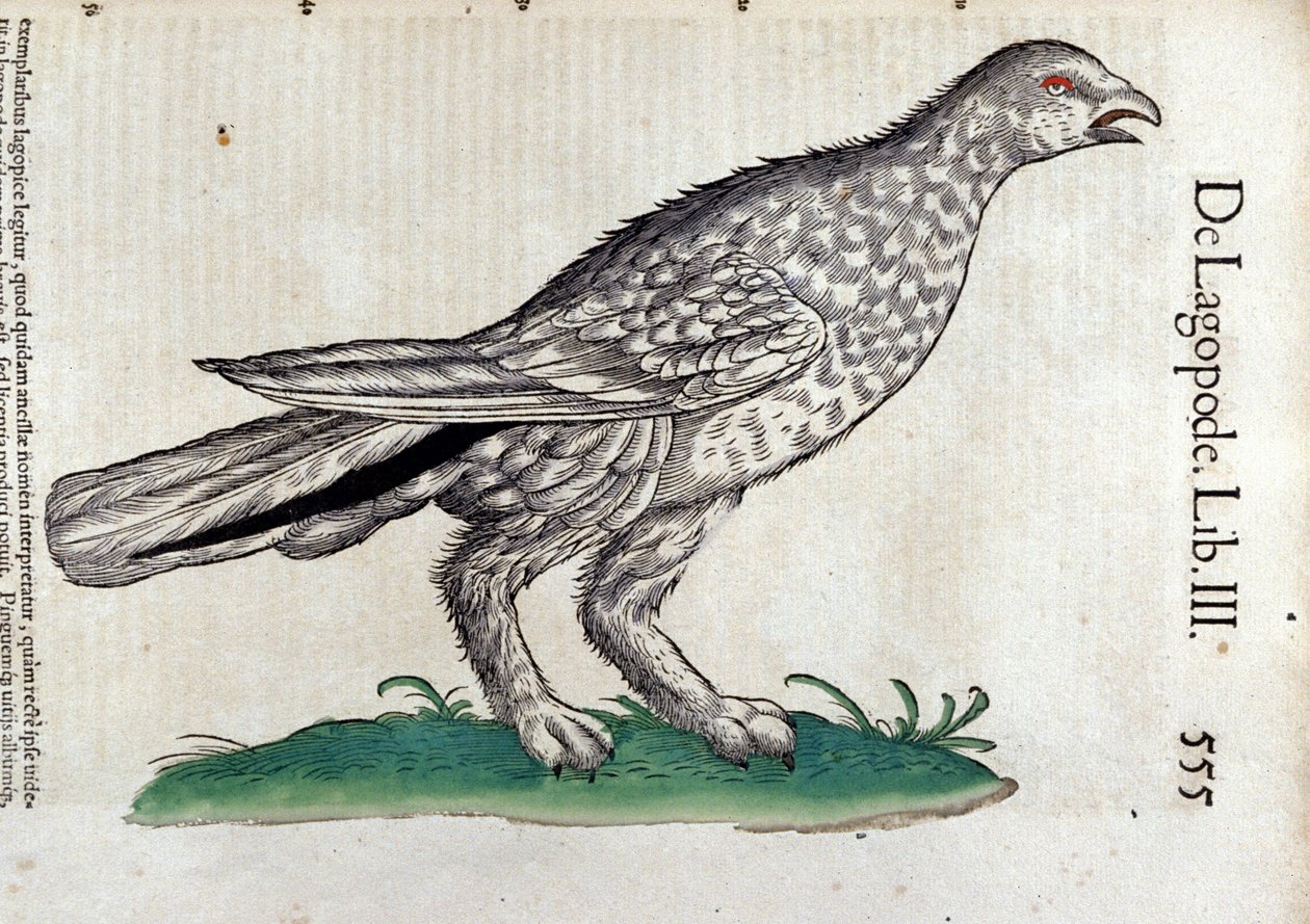 Rypen i Historia Animalium af Conrad Gesner (1516 - 1565), Tiguri af Unknown artist