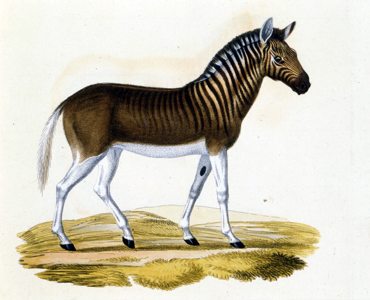 Quaggaen (couagga), et dyr forsvandt omkring 1870: det var et pattedyr tæt på hesten og zebraen med striber på halsudskæringen og hovedet. Stik fra slutningen af 1800-tallet. af Unknown artist