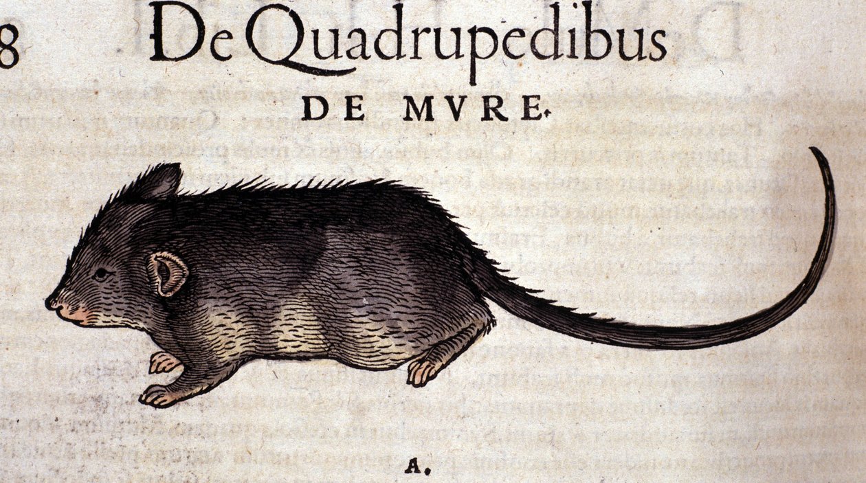 Rotten efter Historia Animalium af Conrad Gesner, Tiguri 1560. Biblioteca nazionale Braidense. Milano af Unknown artist
