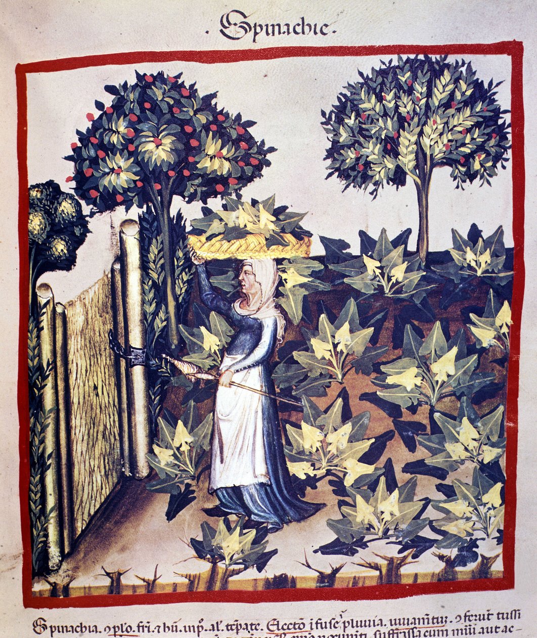 Genvinding af spinat. Belysning fra malkning af medicin og diætetik "" Tacuinum sanitatis"" af Unknown artist