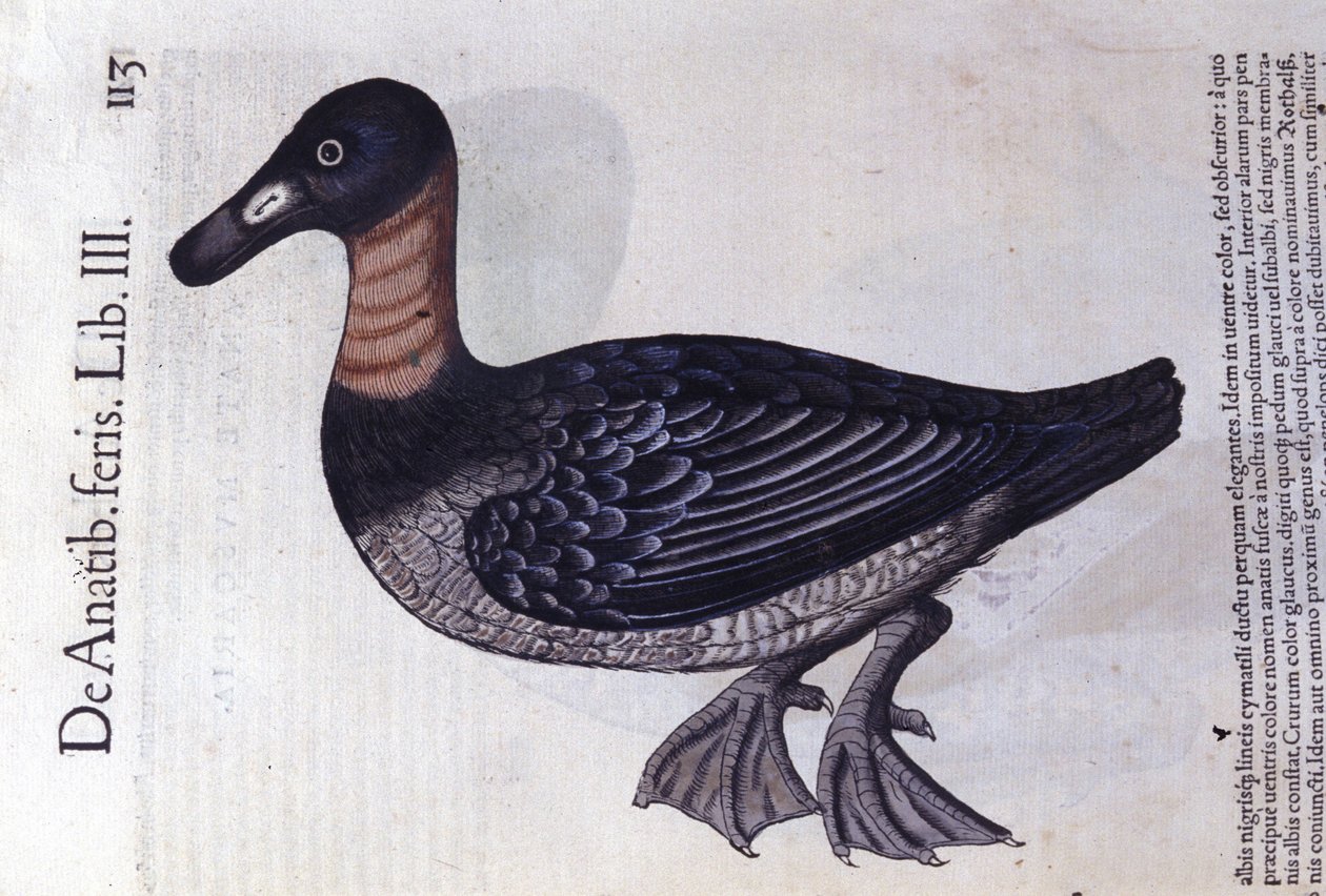 Den rødhalsede and efter Historia animalium af Konrad Gesner, Tiguri af Unknown artist