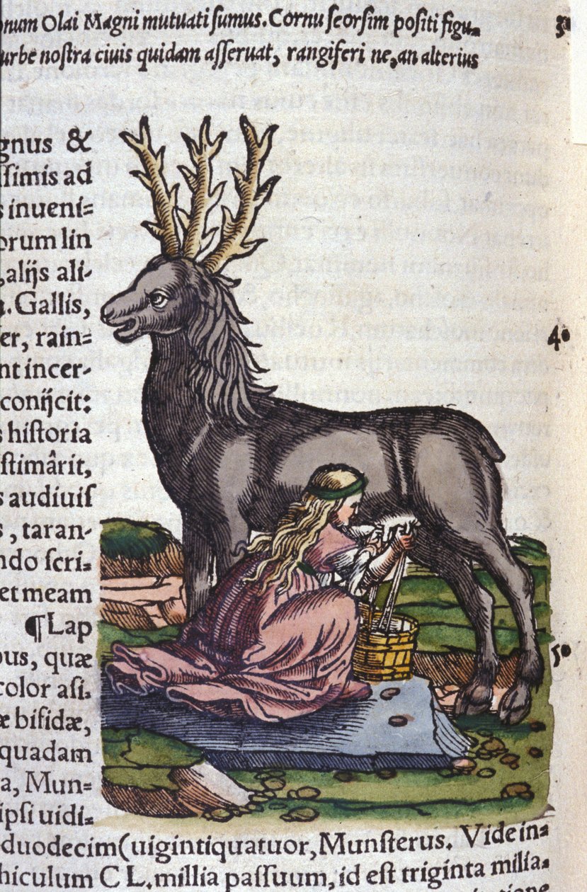 Rensdyrhandelen efter Historiae animalium af Konrad Gesner, Tiguri af Unknown artist