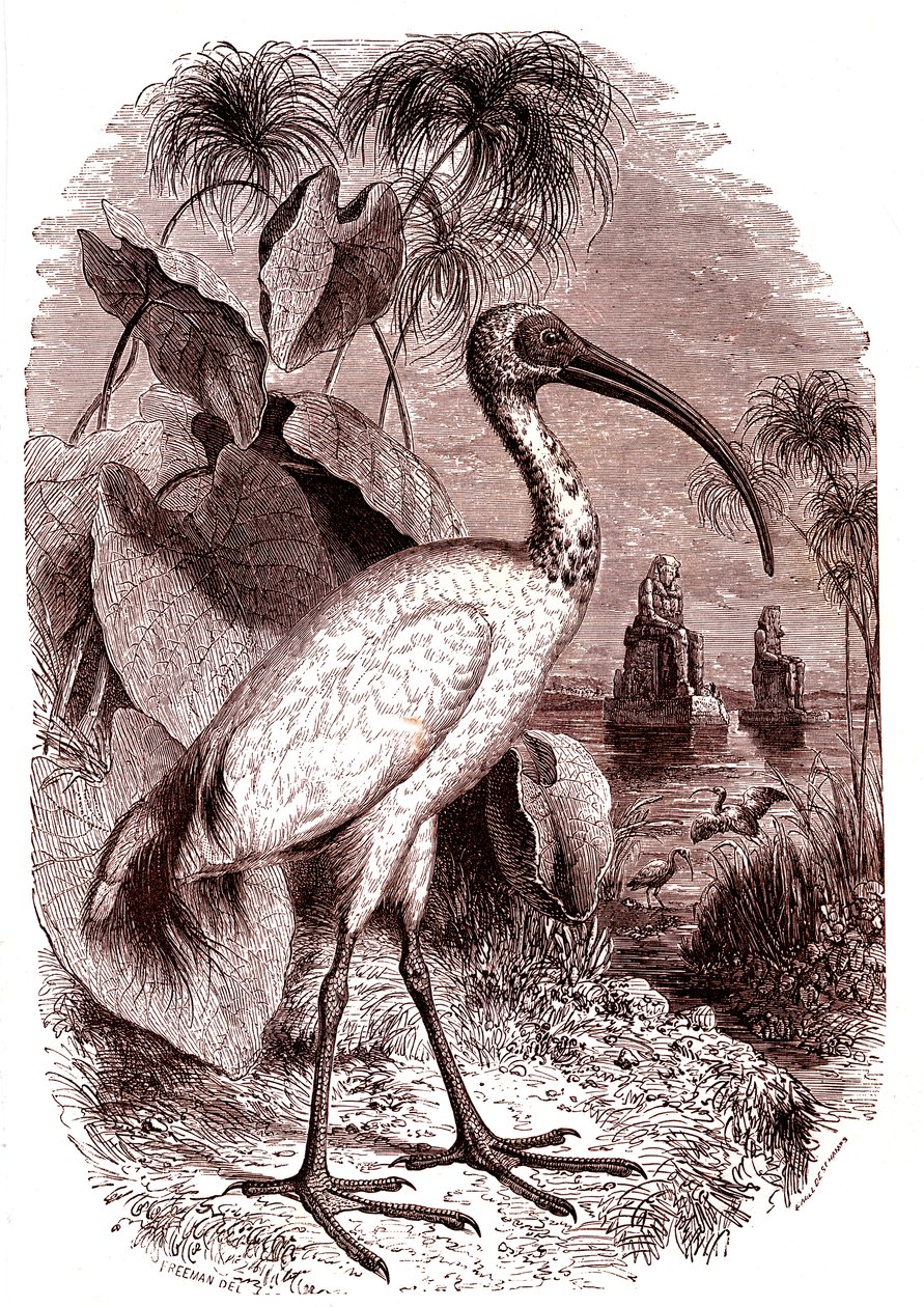 Egyptiläisten pyhä ibis af Unknown artist