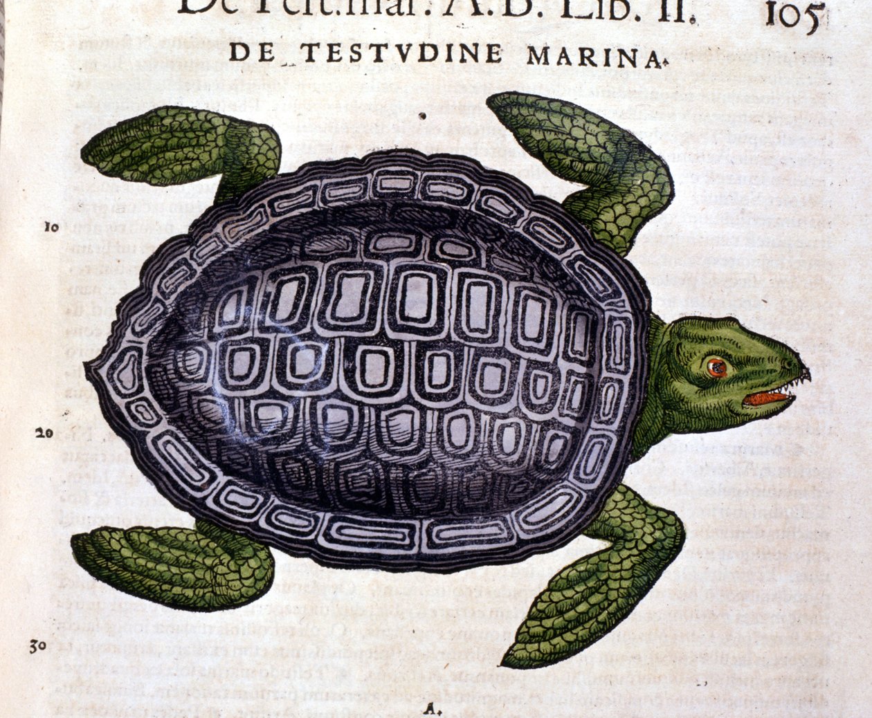 Havskildpadden ifølge Historia Animalium af Conrad Gesner, Tiguri 1560. af Unknown artist