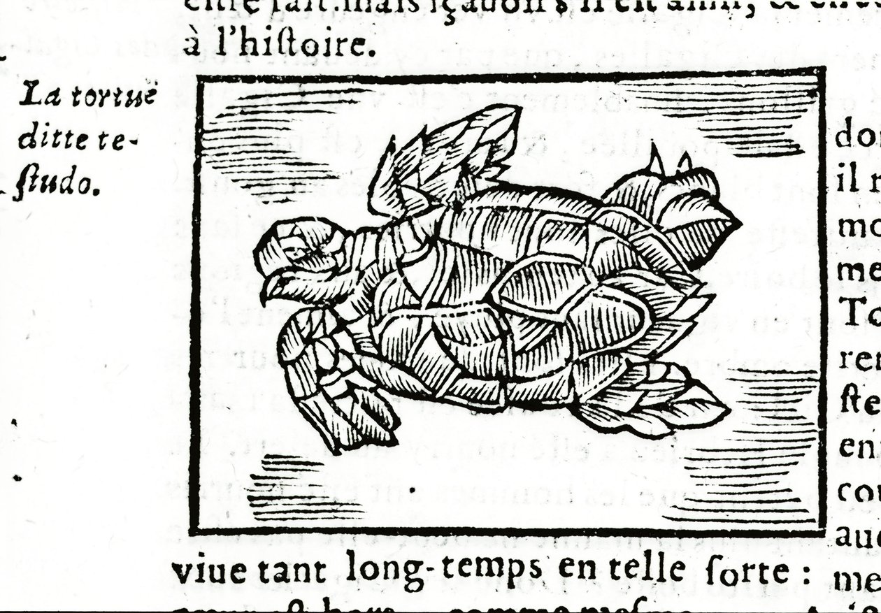 Havskildpadden, efter afhandlingen om Gerolamo Cardano (Cardanus Hieronymus) (Cardan) "" De la subtlite"", trykt i Rouen i 1642. af Unknown artist