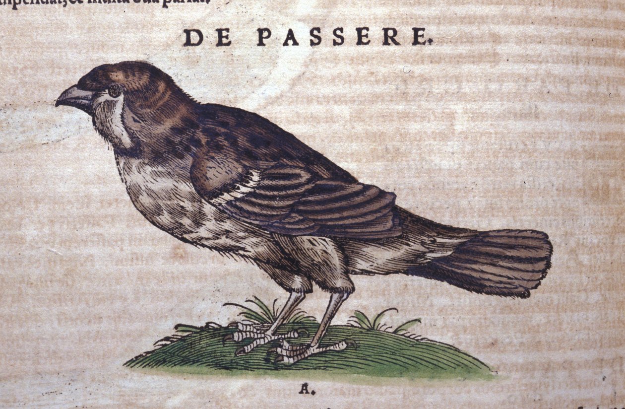 Spurven i Historia Animalium af Conrad Gesner (1516 - 1565), Tiguri af Unknown artist