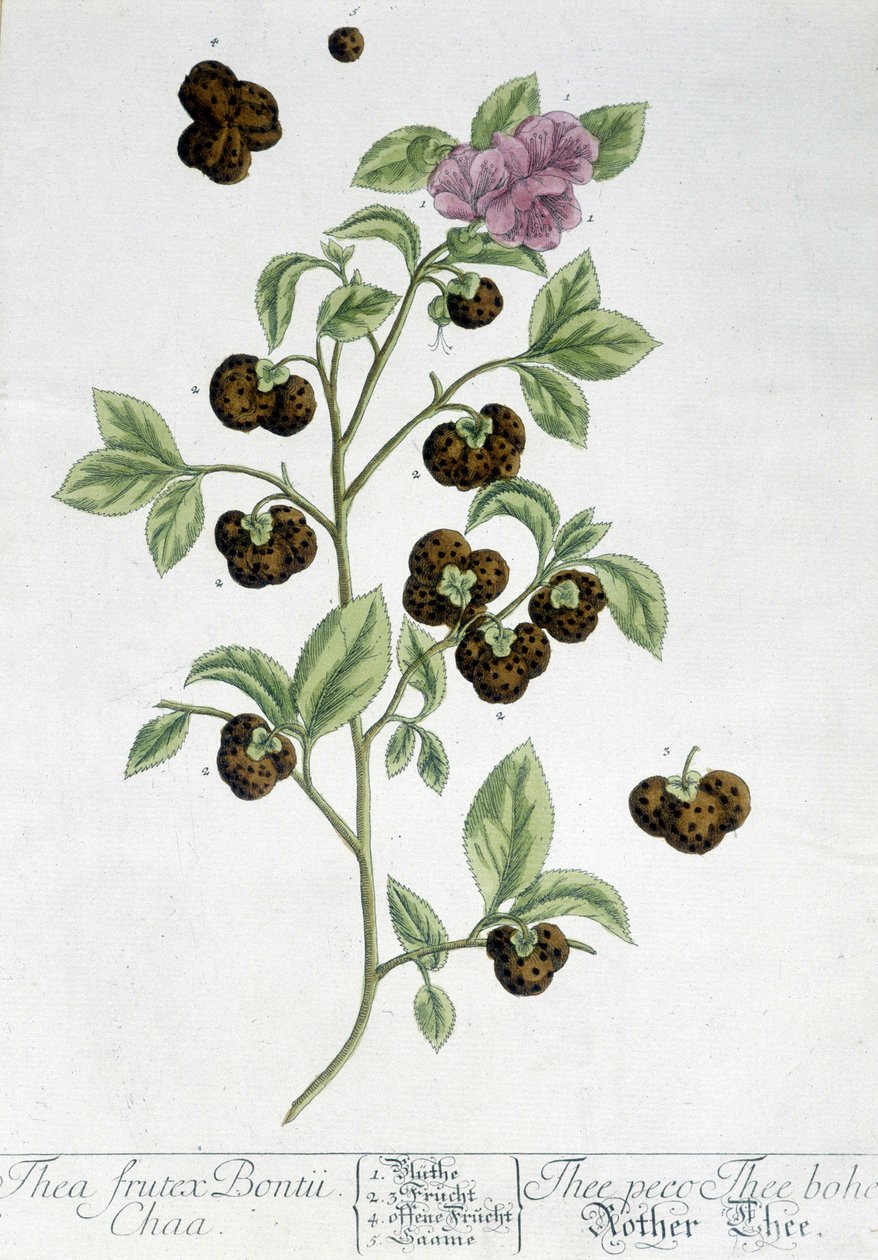 Teplanten Frutex Bontii - botanisk bord af Unknown artist