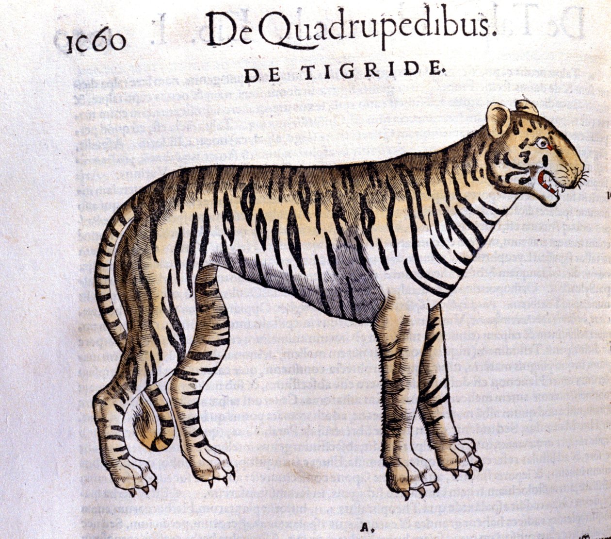 Tigeren - i Historia Animalium af Conrad Gesner (1516 - 1565), Tiguri af Unknown artist