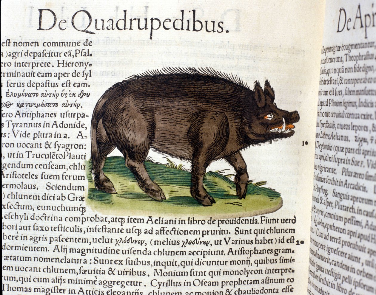 Vildsvinet efter Historia Animalium af Conrad Gesner, Tiguri 1560. Biblioteca nazionale Braidense. Milano af Unknown artist