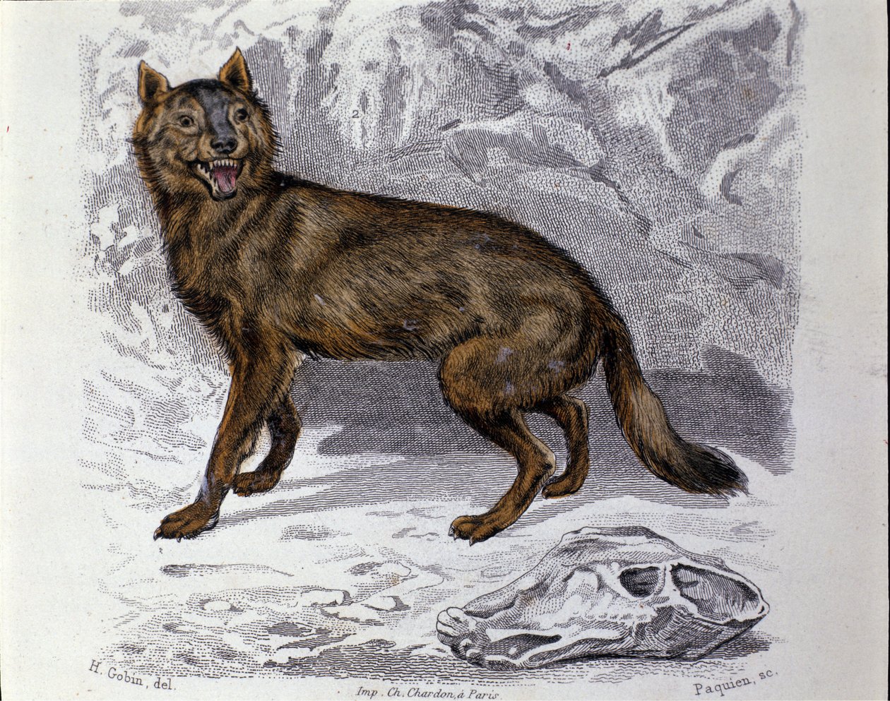 Ulven. Plade taget fra en Natural History Treat of "" Works of Buffon"" af naturforsker Georges Louis Leclerc, greve af Buffon (1707 - 1788). 19. århundrede af Unknown artist