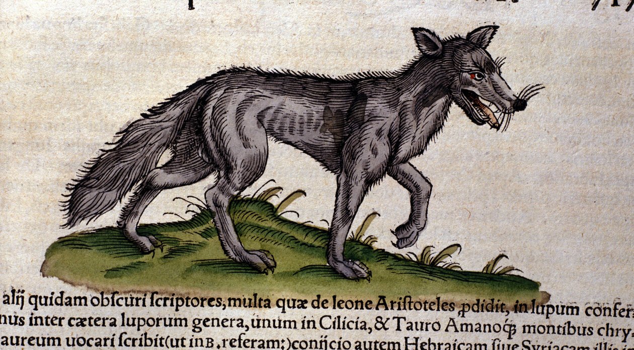 Ulven efter Historia Animalium af Conrad Gesner, Tiguri 1560. Biblioteca nazionale Braidense. Milano af Unknown artist