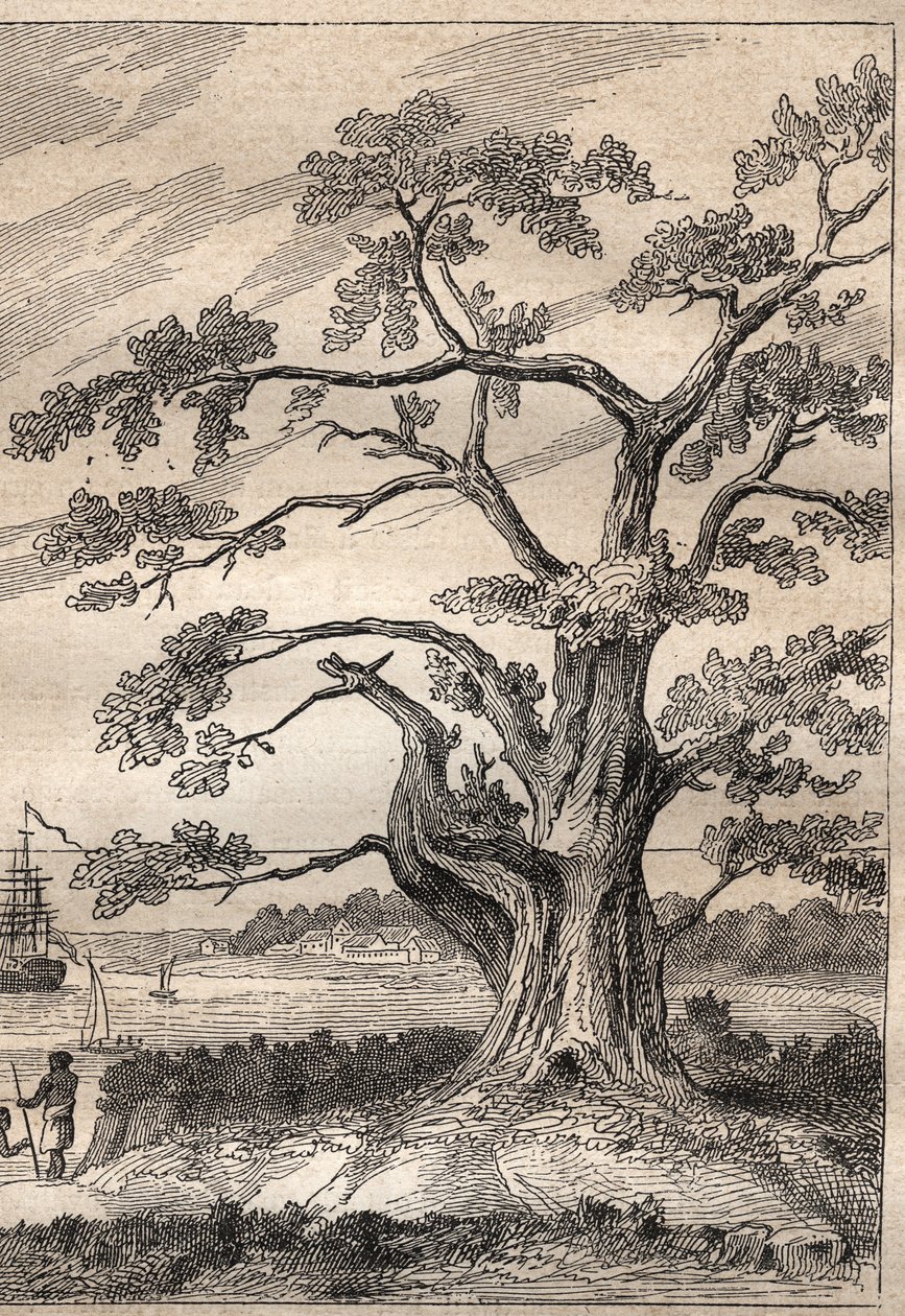 Tredje rejse (1776-1779) af kaptajn James Cook (1728-1779): træ, hvorunder Cook observerede passagen af Venus - illustration taget fra "The Great Mariners of the 18th century"" af Unknown artist
