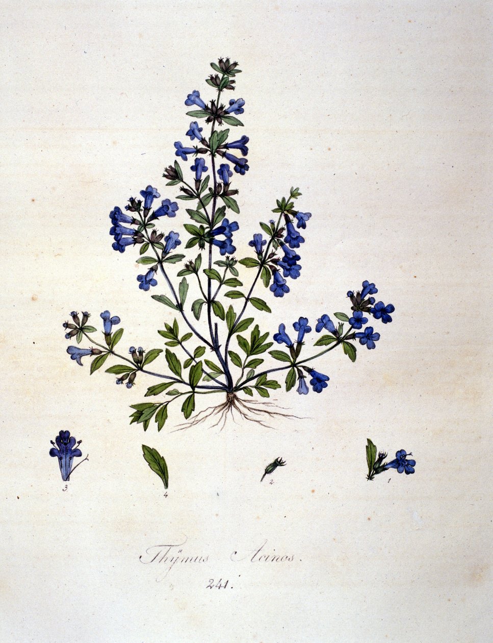 Timian. 1800-tals gravering. af Unknown artist