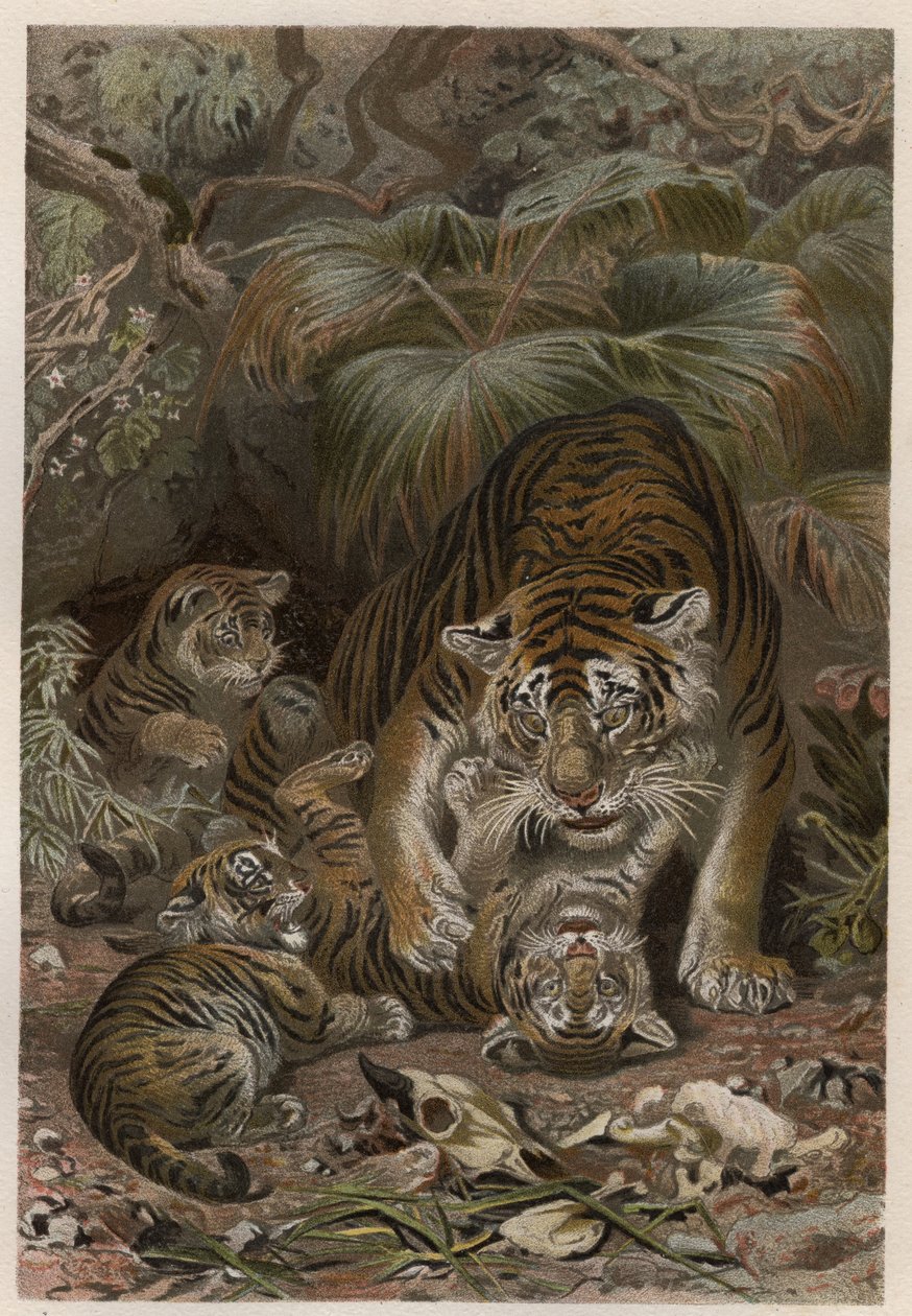 Tiger med tigroner - Tiger (Panthera tigris) med unger - gravering fra "" Brehms Dyreliv"" af Alfred Edmund Brehm (1829Ð1884) af Unknown artist