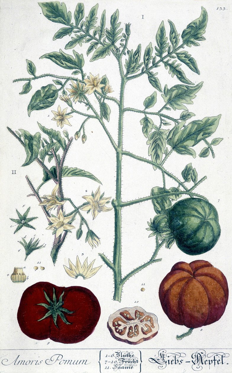 Tomat, botanisk bord af Unknown artist