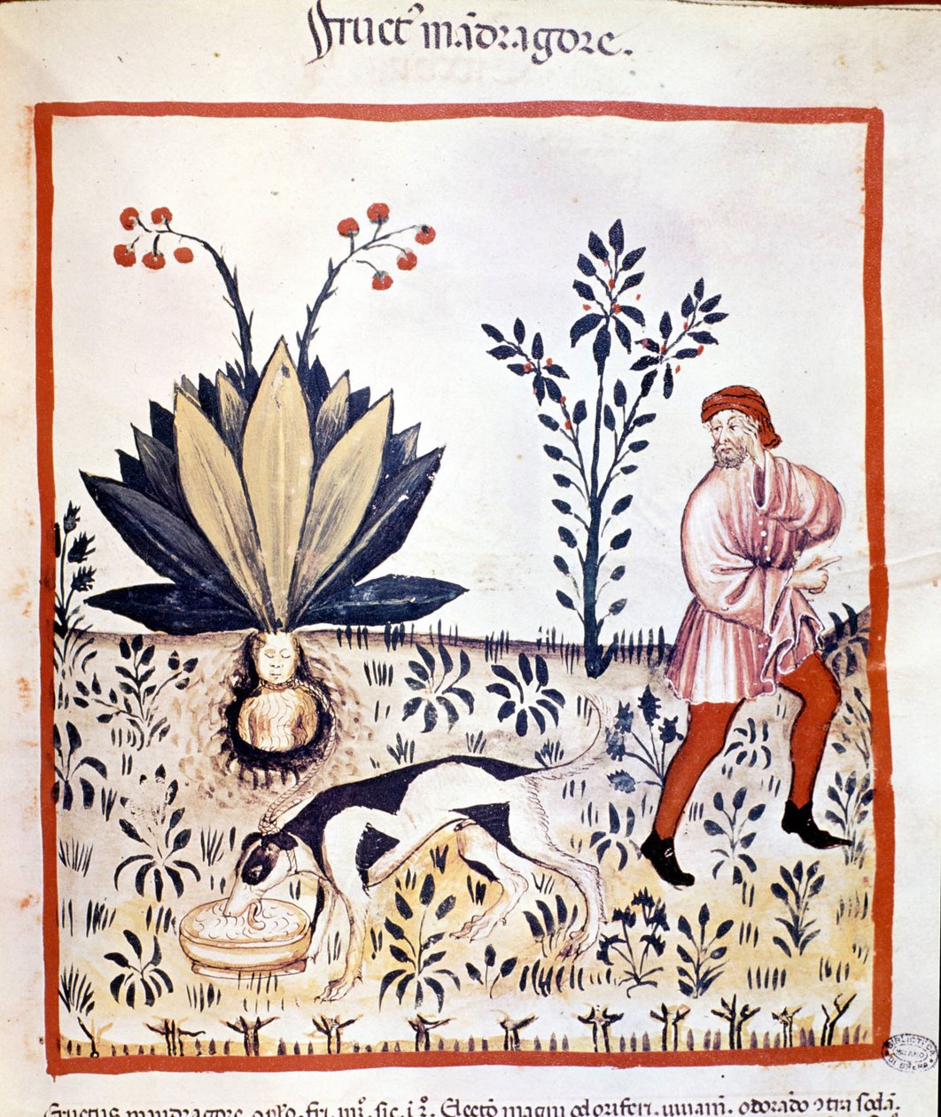 Afhandling om medicin "Tacuinum sanitatis""" 14. århundrede. Hent Mandrake. Bibiloteca Nazionale Braidense. Milano af Unknown artist